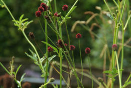 Sanguisorba officinalisGrote pimpernel bestellen